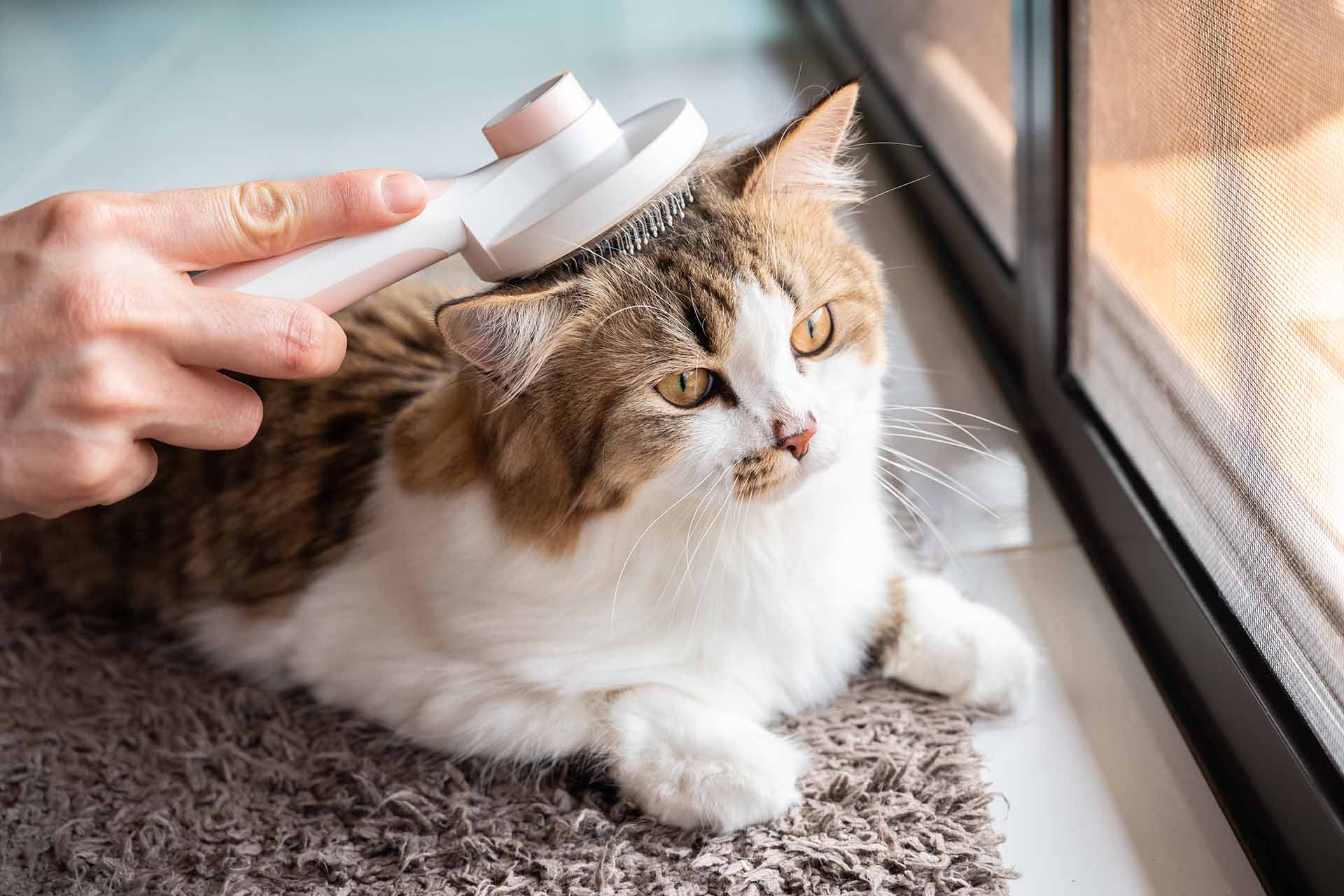 Ogni quanto spazzolare i gatti in estate