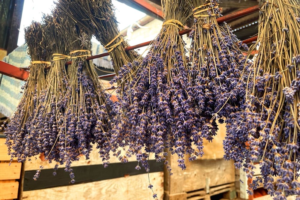 Come raccogliere e conservare la lavanda
