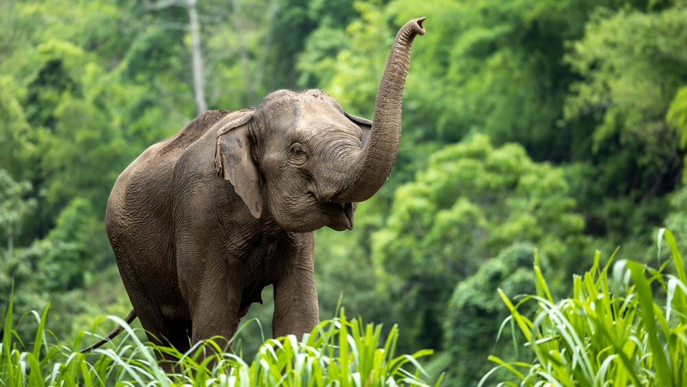 Giornata Mondiale dell’elefante, il gigante buono a rischio estinzione