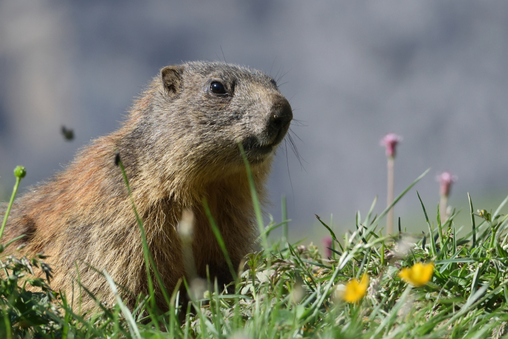 Parchi naturali in italia: quali visitare