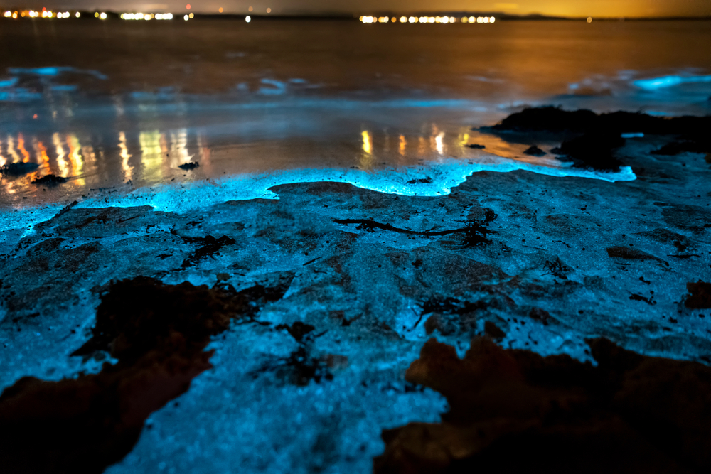 Le Spiagge Bioluminescenti Pi Belle Del Mondo DonnaD