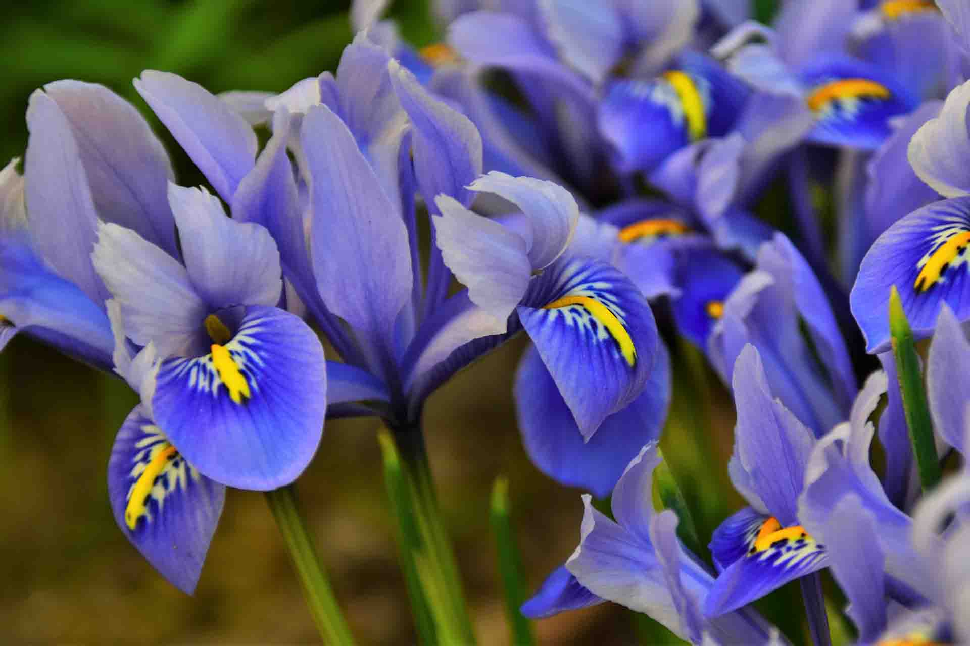 Come prendersi cura di una pianta di iris