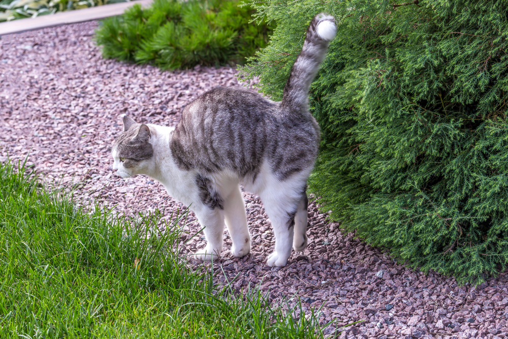 Come impedire al gatto di spruzzare
