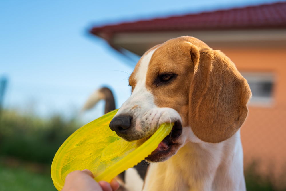 Gli sport migliori per il tuo cane