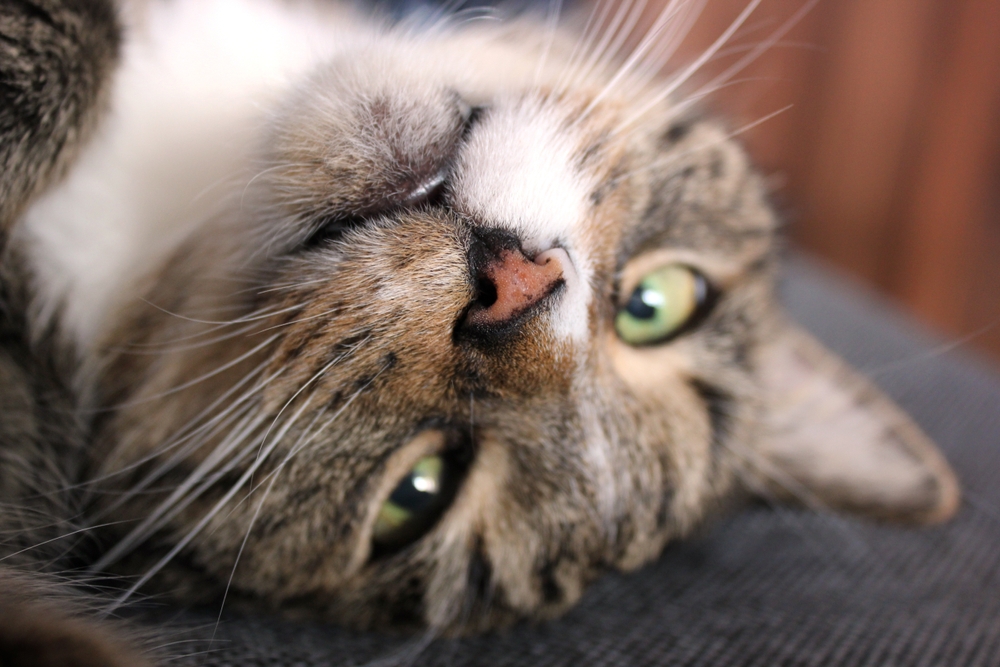 Perché il gatto ha il naso secco?