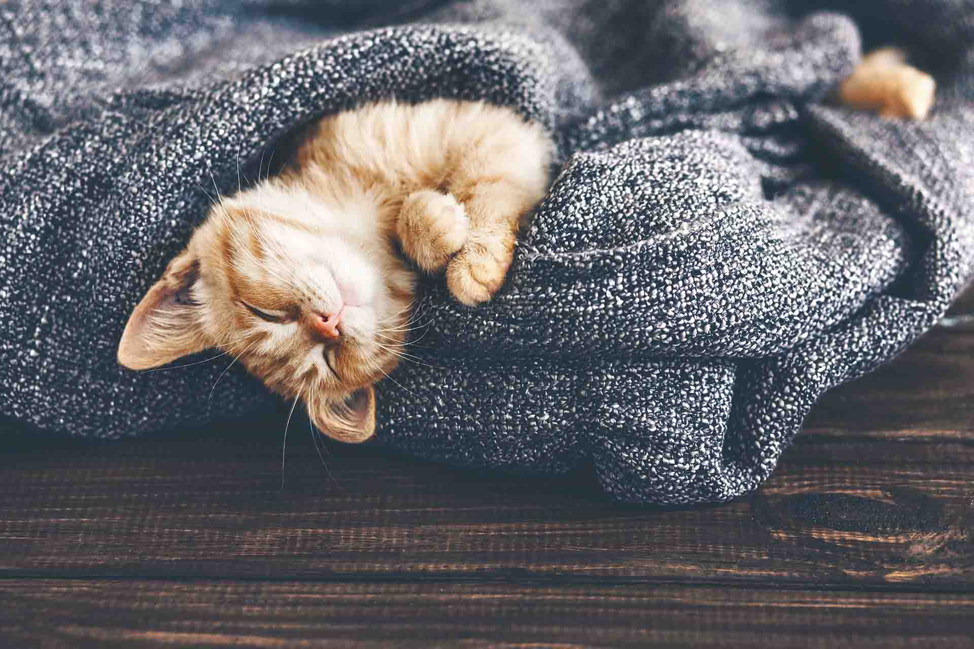 Gatti in inverno: come proteggerli dal freddo