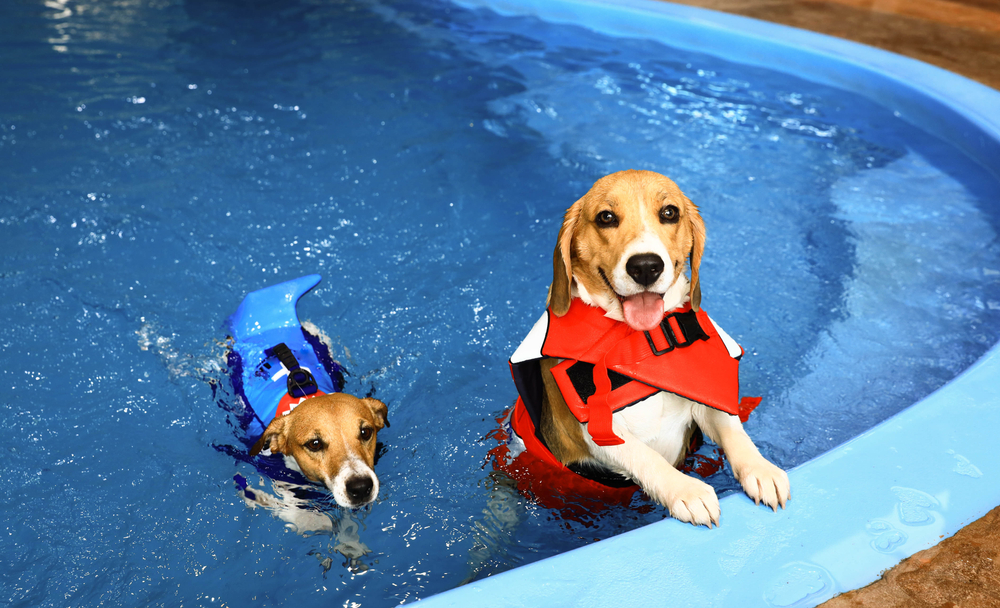 Come insegnare al cane a nuotare