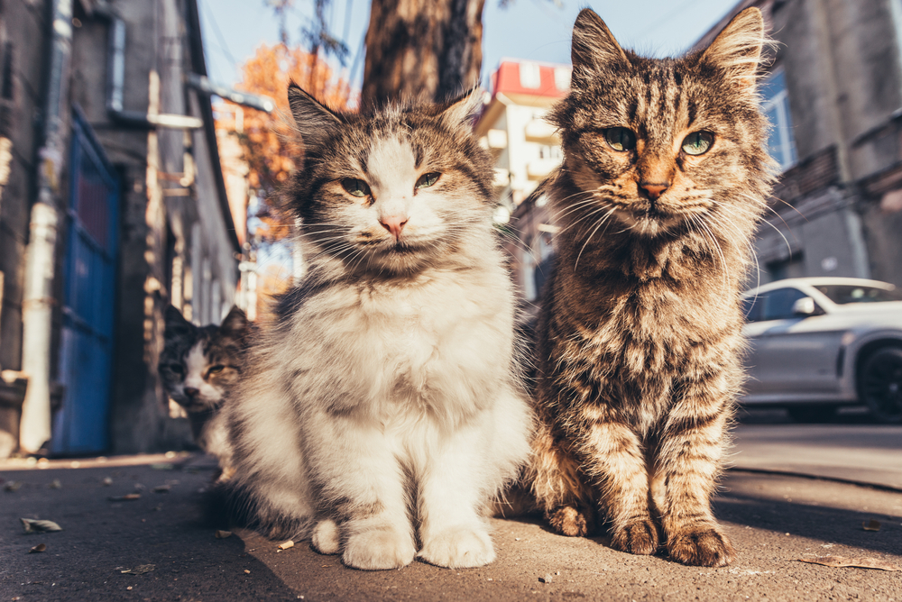 Come aiutare i gatti selvatici in inverno
