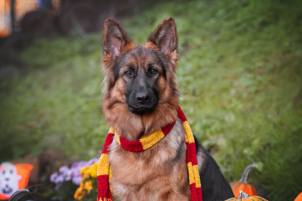 Animali domestici, i nomi ispirati a Harry Potter