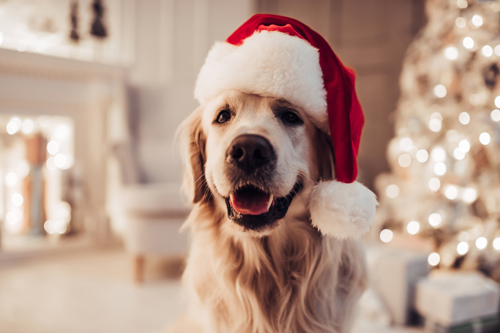 I cibi delle feste che non sono sicuri per gli animali domestici