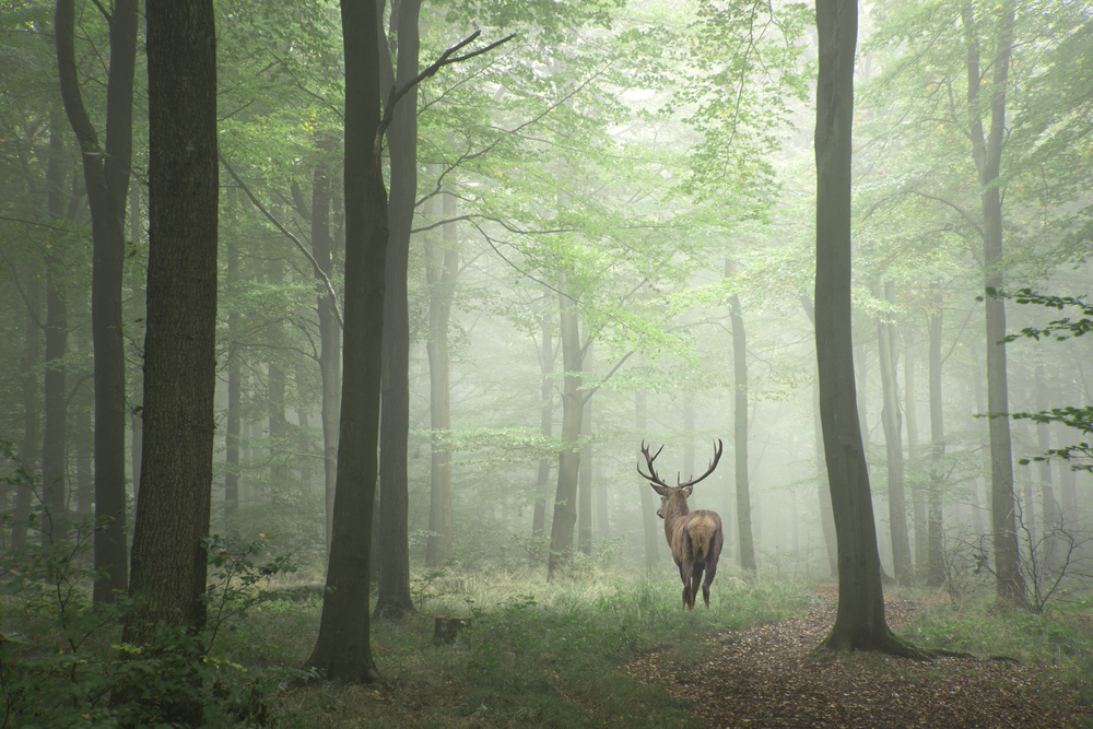 Gli animali del bosco: come incontrarli e osservarli