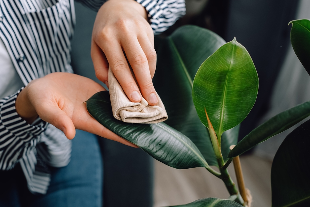 Scopri 5 Cose che Dimentichi Sempre di Pulire