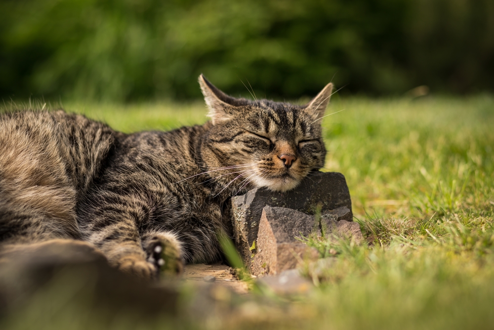 5 consigli per evitare che il gatto faccia la cacca in giardino