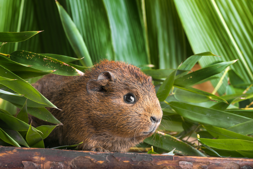Gli animali domestici più strani del mondo