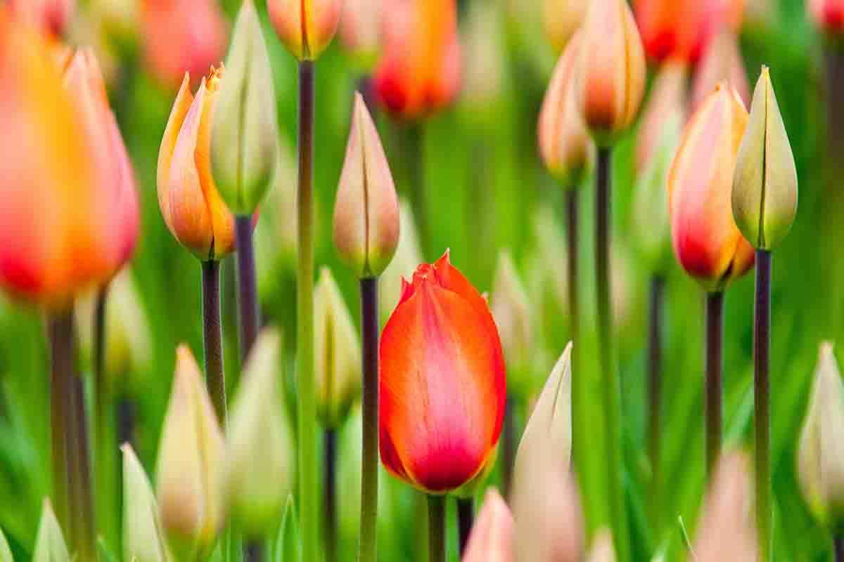 Festival floreali in Italia: i più belli della primavera 2024