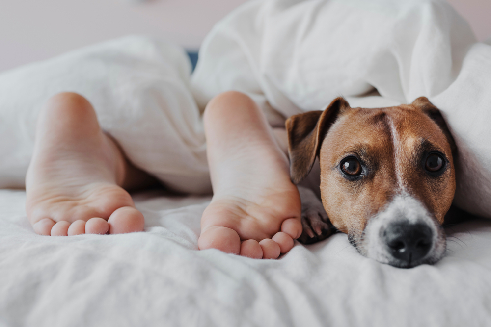 Come gestire il cane che soffre di insonnia
