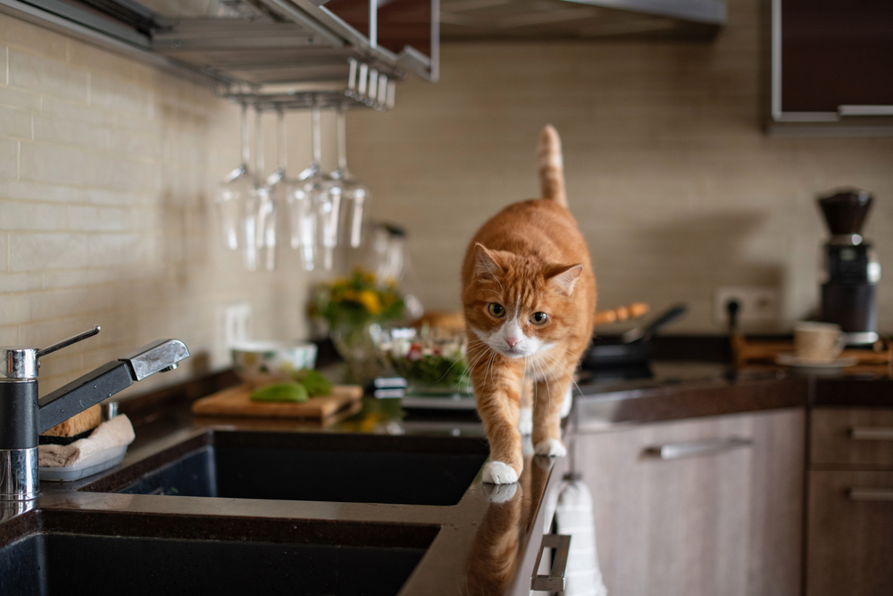 Come tenere il gatto lontano dai ripiani della cucina