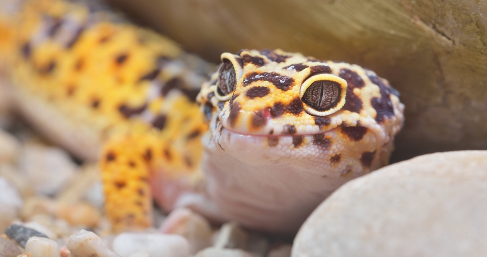 Come prenderti cura del tuo geko leopardino domestico