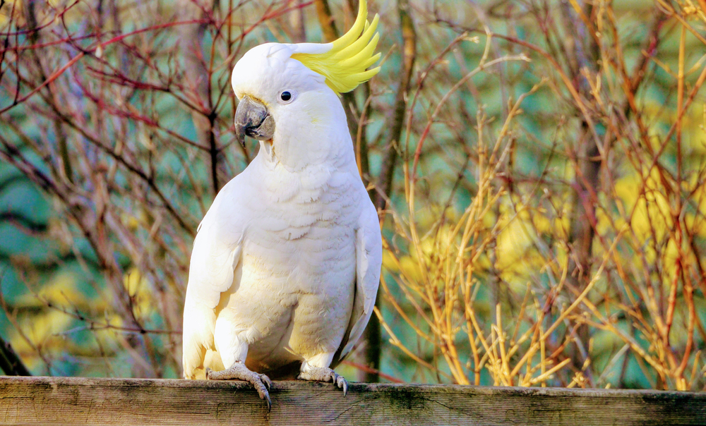 Come prendersi cura di un cacatua
