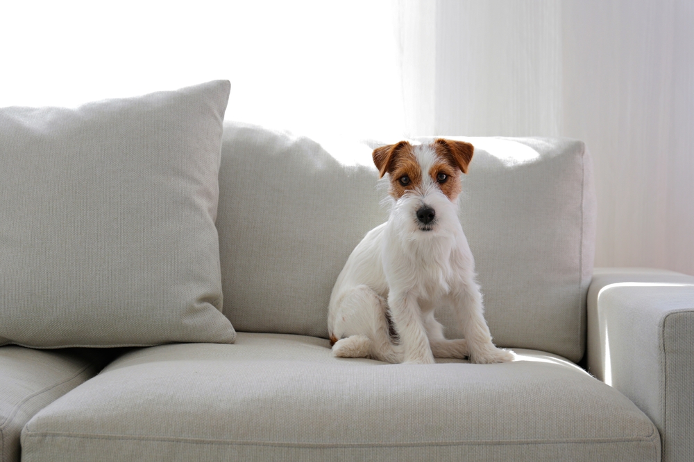Cosa significa quando il cane fa pipì sul letto
