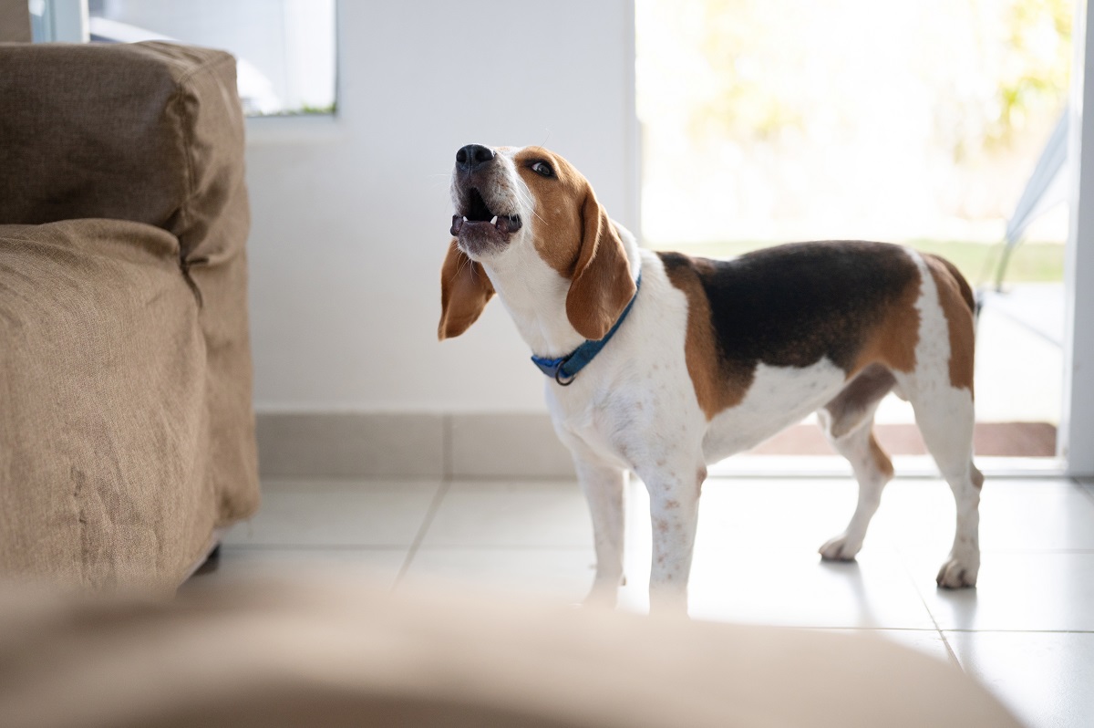 Perché il cane abbaia quando bussano?