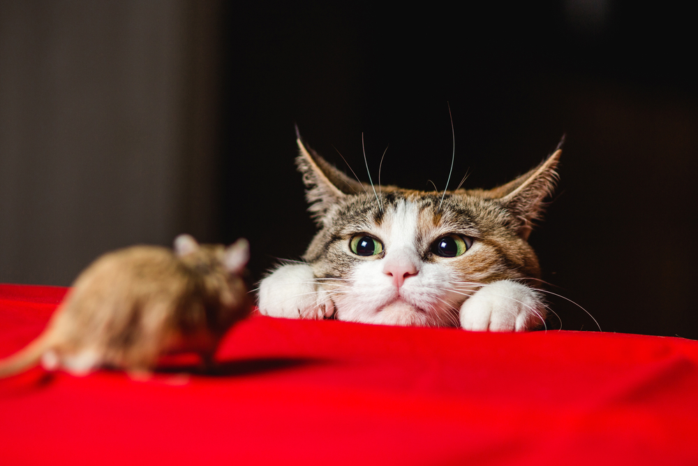Perché il gatto porta a casa topi e animali morti?