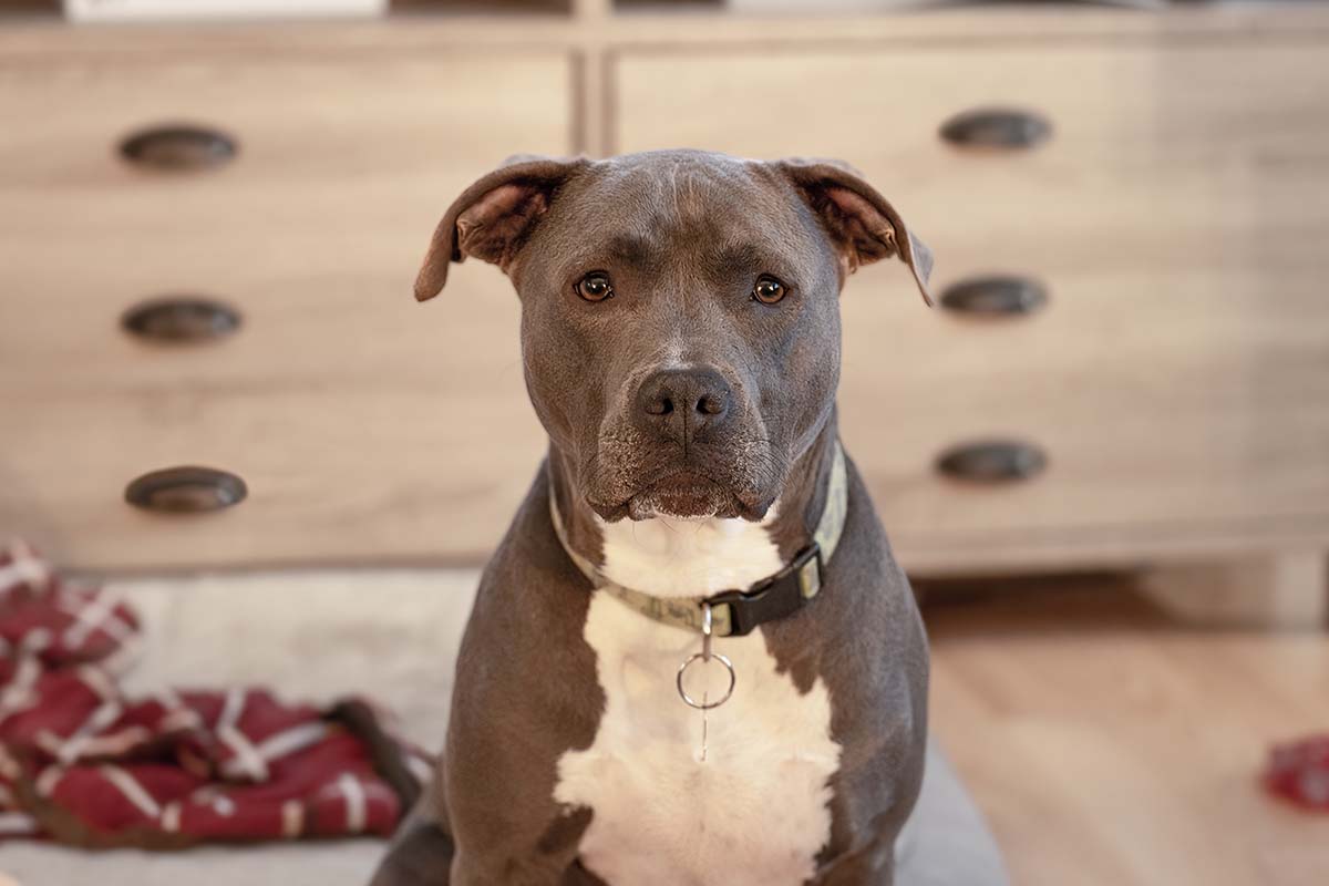 Esistono razze di cane pericolose? La parola agli esperti