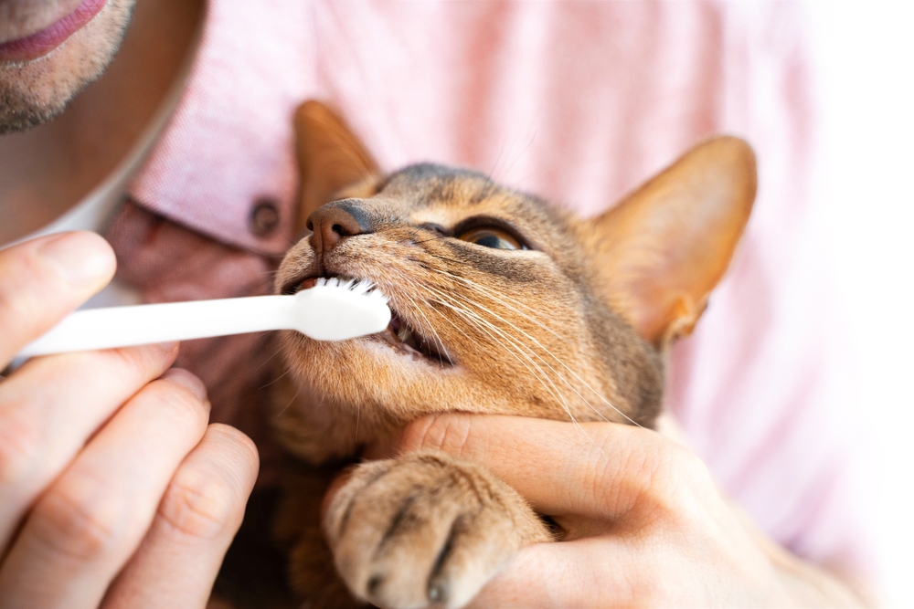 Consigli per la cura dei denti del gatto