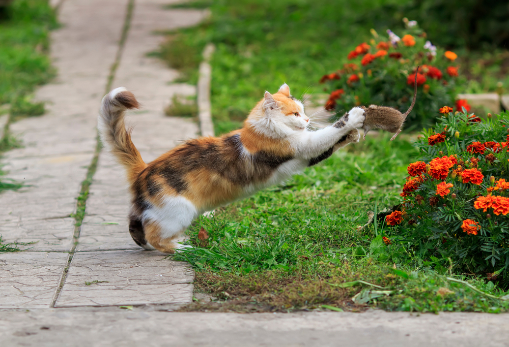 Come impedire al gatto di portare a casa animali vivi e morti