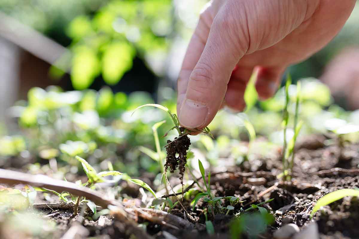 Come eliminare le erbacce dal giardino