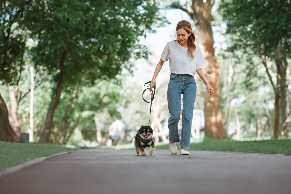 Perché il cucciolo non vuole andare a passeggio?