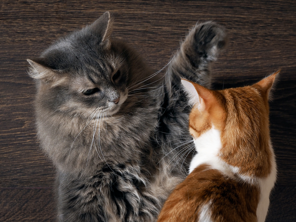 Perché i gatti litigano o non vanno d’accordo