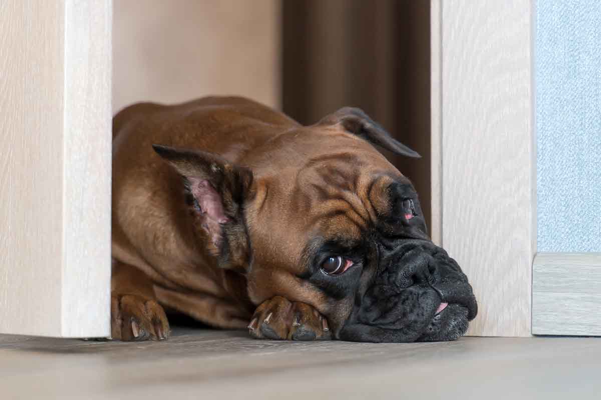 Cosa chiedere alla pensione che ospiterà i nostri cani