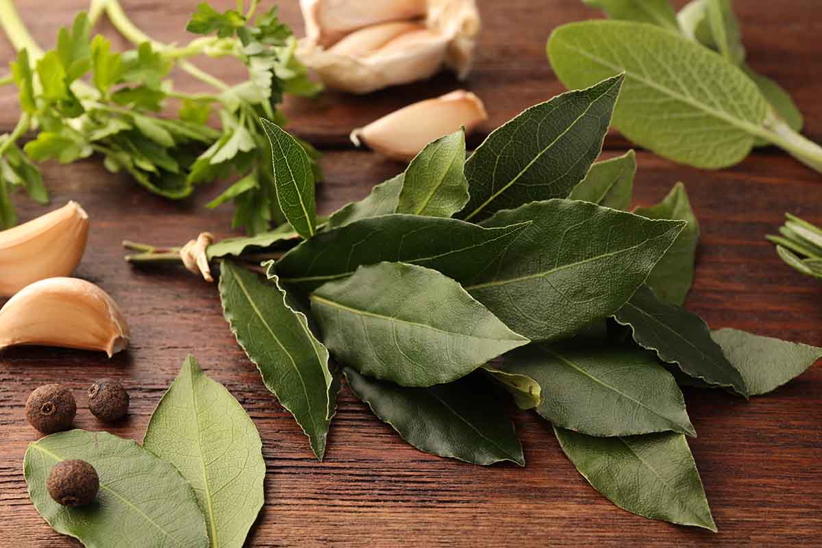 Tutti i benefici e le proprietà terapeutiche dell'alloro