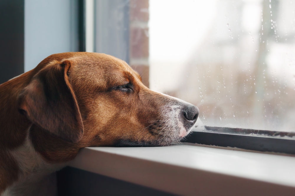 Cosa fare se il cane si annoia