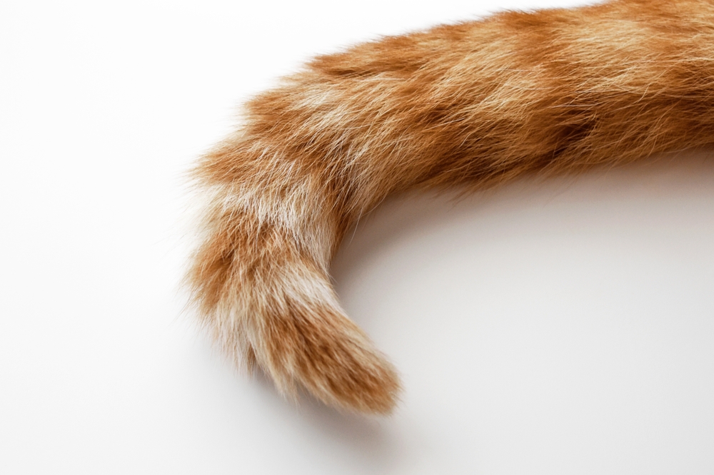 3 cose da sapere sulla coda dei gatti