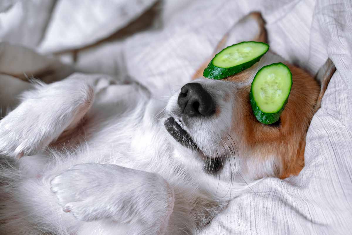 Dog beauty routine: serve davvero ai cani?