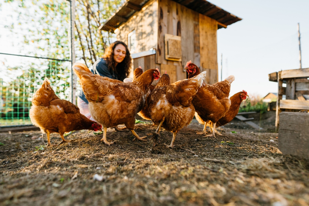 Come prendersi cura di polli e galline in autunno