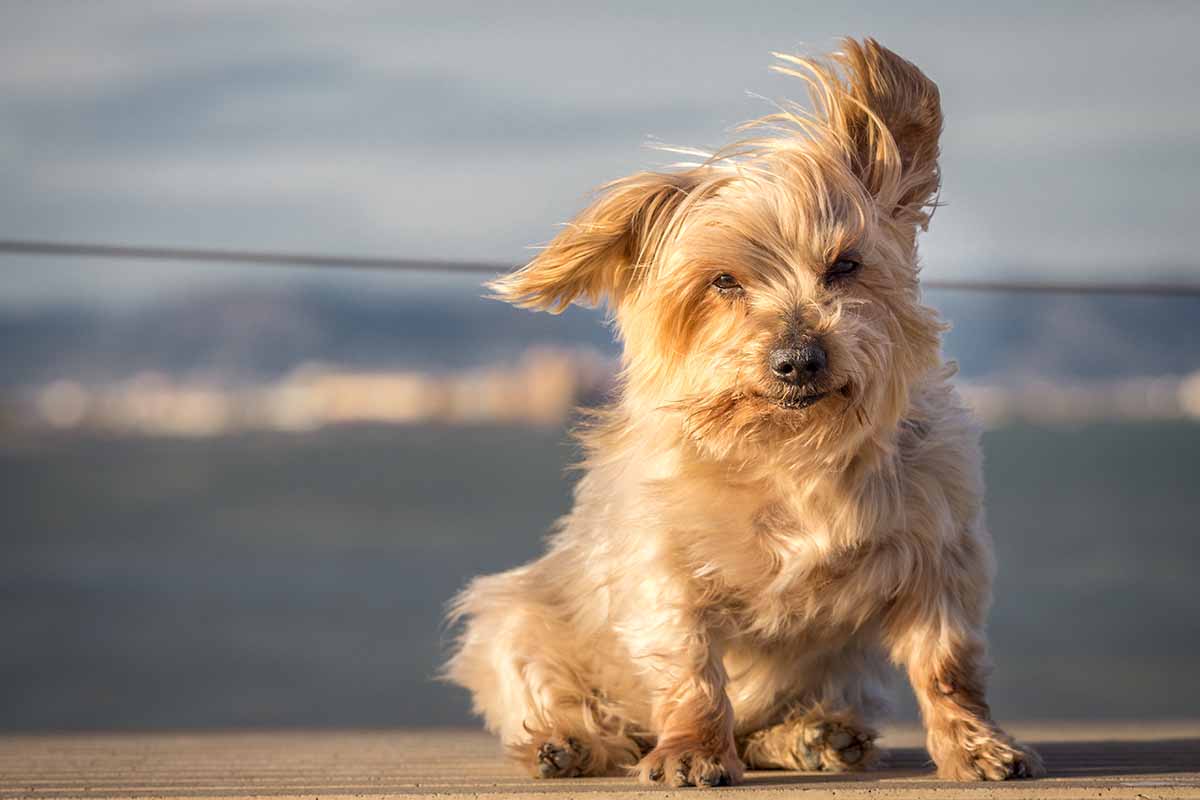 Come aiutare un cane che ha paura del vento