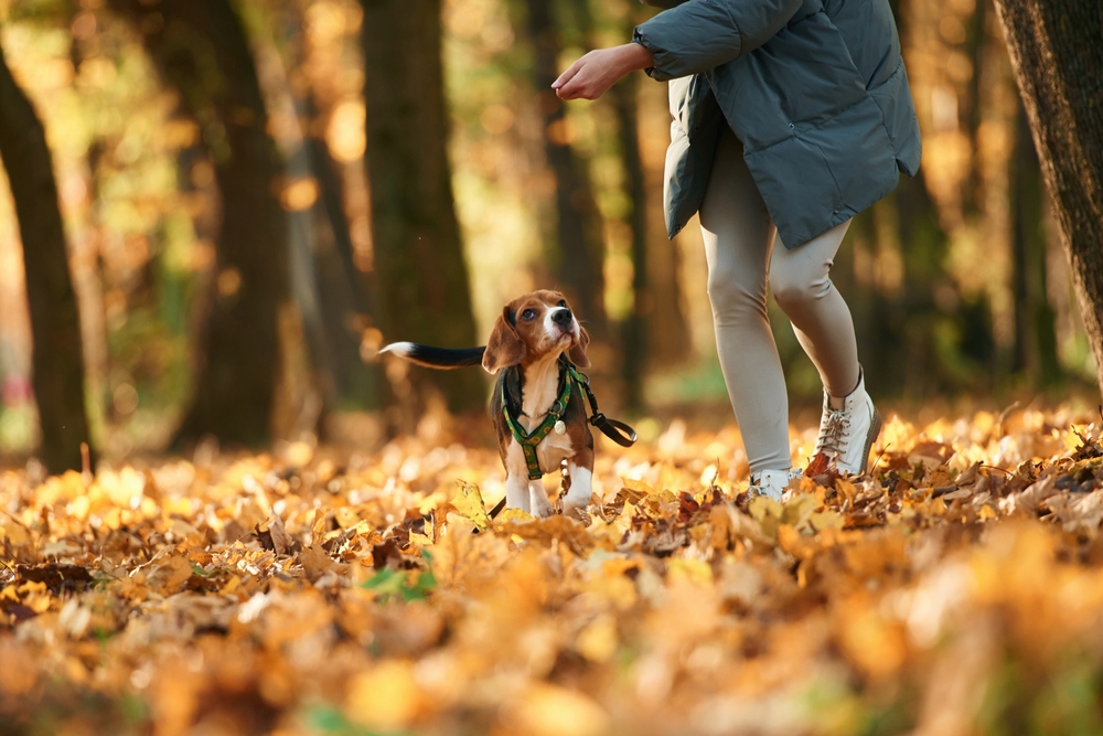 Passeggiate con il cane nel bosco: 5 cose da fare