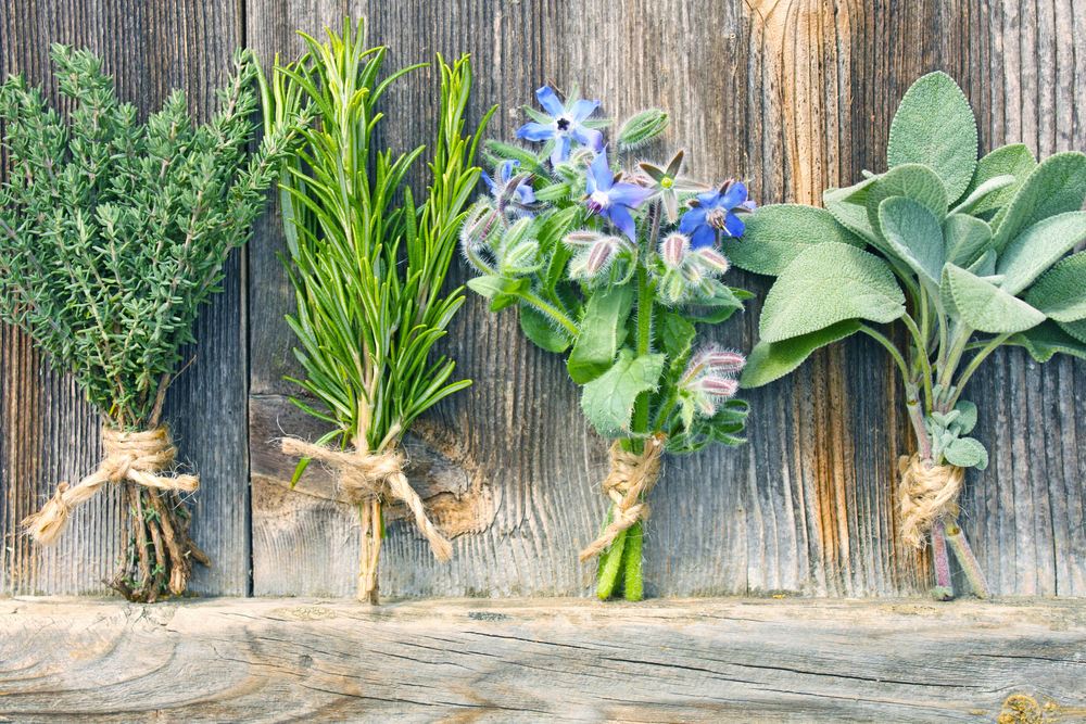 Come conservare le erbe fresche