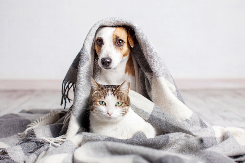Come capire se il tuo animale domestico ha freddo