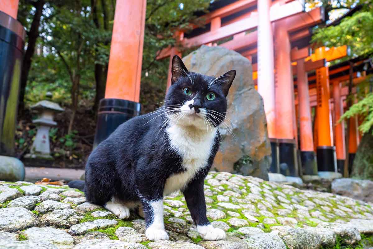 I gatti e la cultura giapponese: 8 curiosità