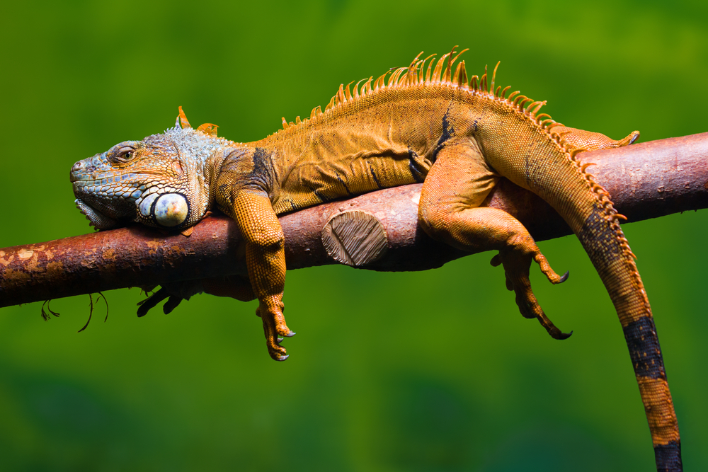 6 segnali che il tuo animale esotico non sta bene