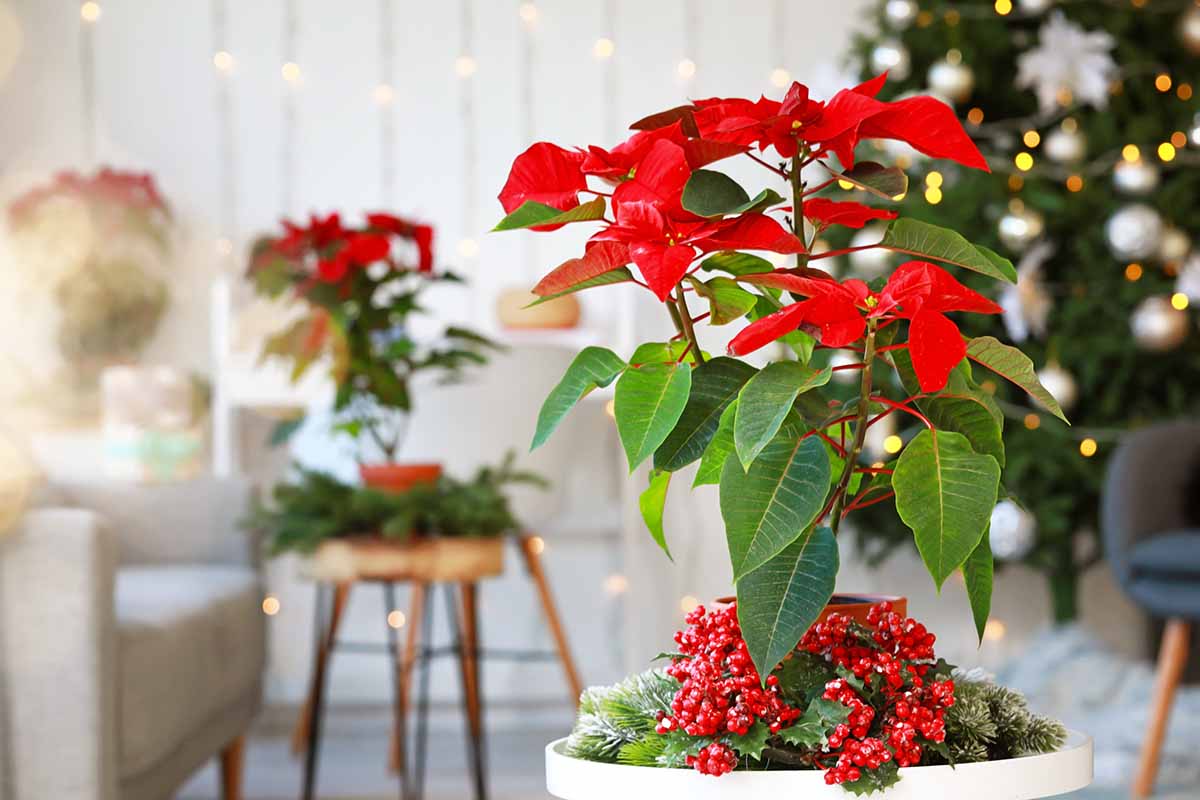 Quali piante regalare a Natale?