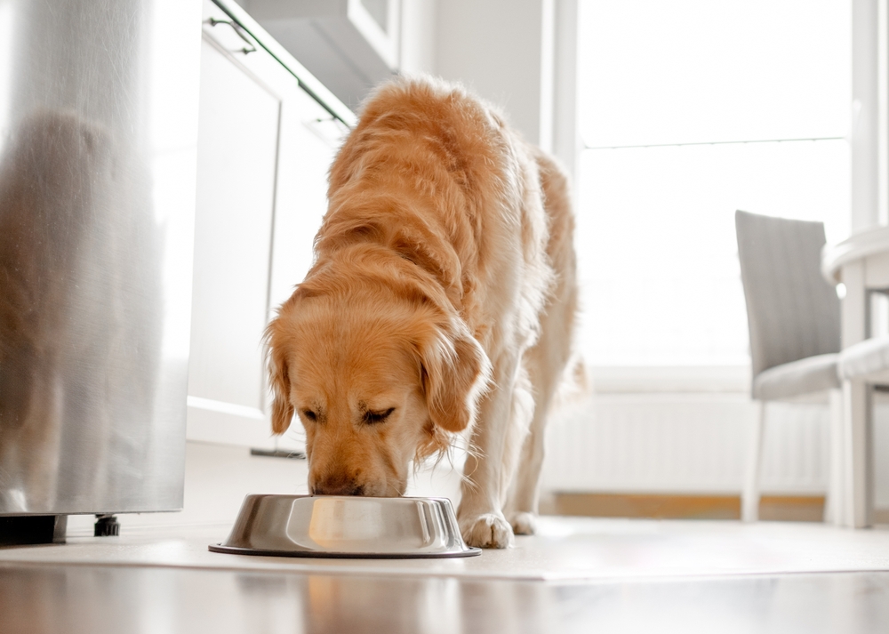Alimentazione casalinga del cane: il cibo vietato