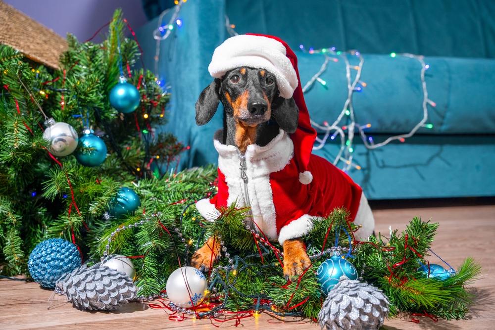 Come rendere speciale il Natale del tuo cane