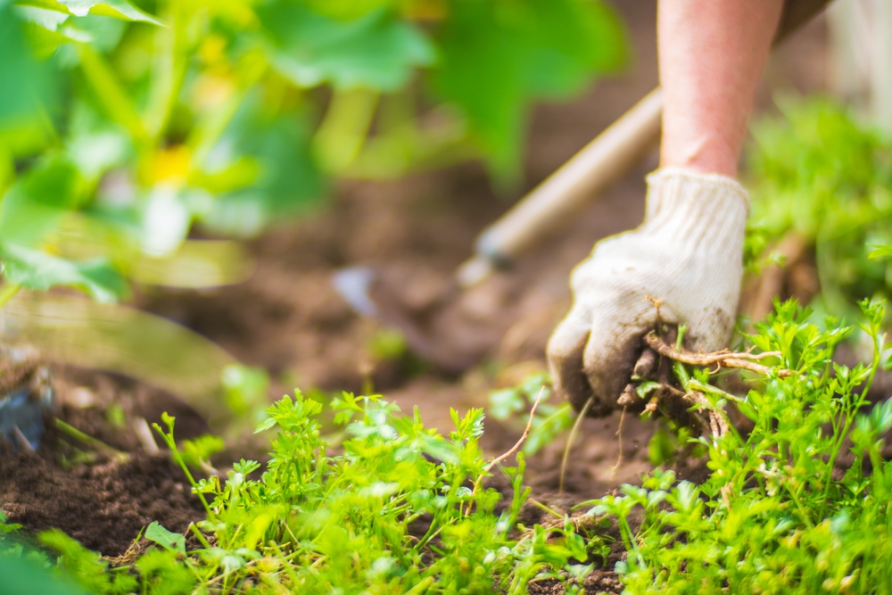 Come eliminare le erbacce in modo naturale: soluzioni ecologiche e efficaci
