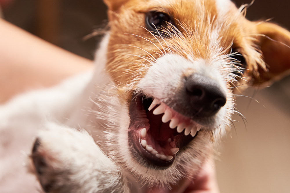 Alcuni cani sono veramente più aggressivi?