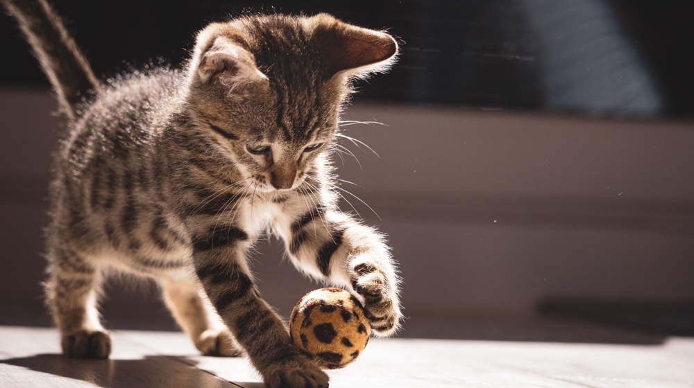 Festa nazionale del gatto: 10 consigli per il suo benessere